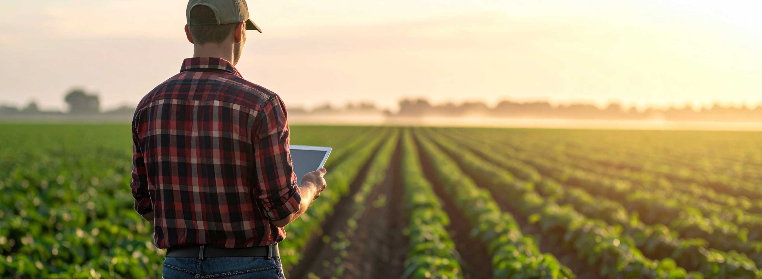 Firefly_Kartoffelacker,-Reihen-sichtbar,-Person-en-steht-en-im-Feld-mit-Rücken-zum-Betrachter-142601